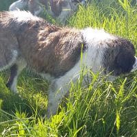 twierdza_osowiec010
