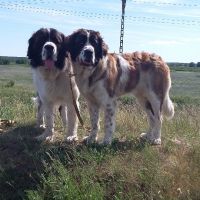 twierdza_osowiec017