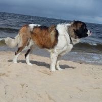 morze026