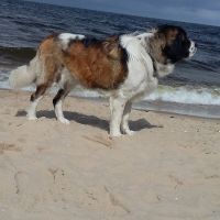 morze028