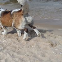 morze035
