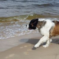 morze037