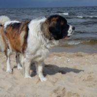 morze042
