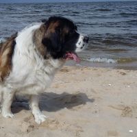 morze045