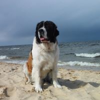 morze054