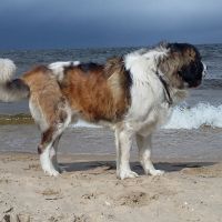 morze058