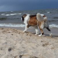 morze060