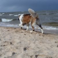 morze061