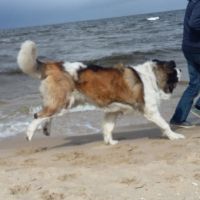morze063