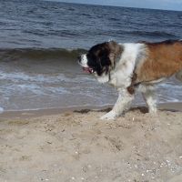 morze066