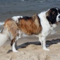 morze077