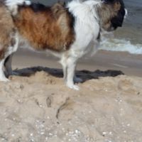 morze080