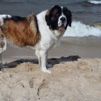 morze082