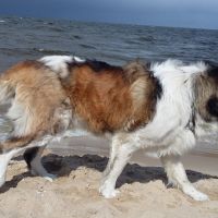 morze086