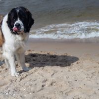 morze088