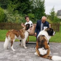 wystawa_soignies_006