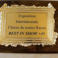 wystawa_soignies_015
